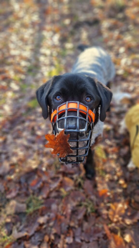Schwarzer Hund mit Pulli und Maulkorb mit Fressschutz im Wald. Am Maulkorb hängt etwas Laub