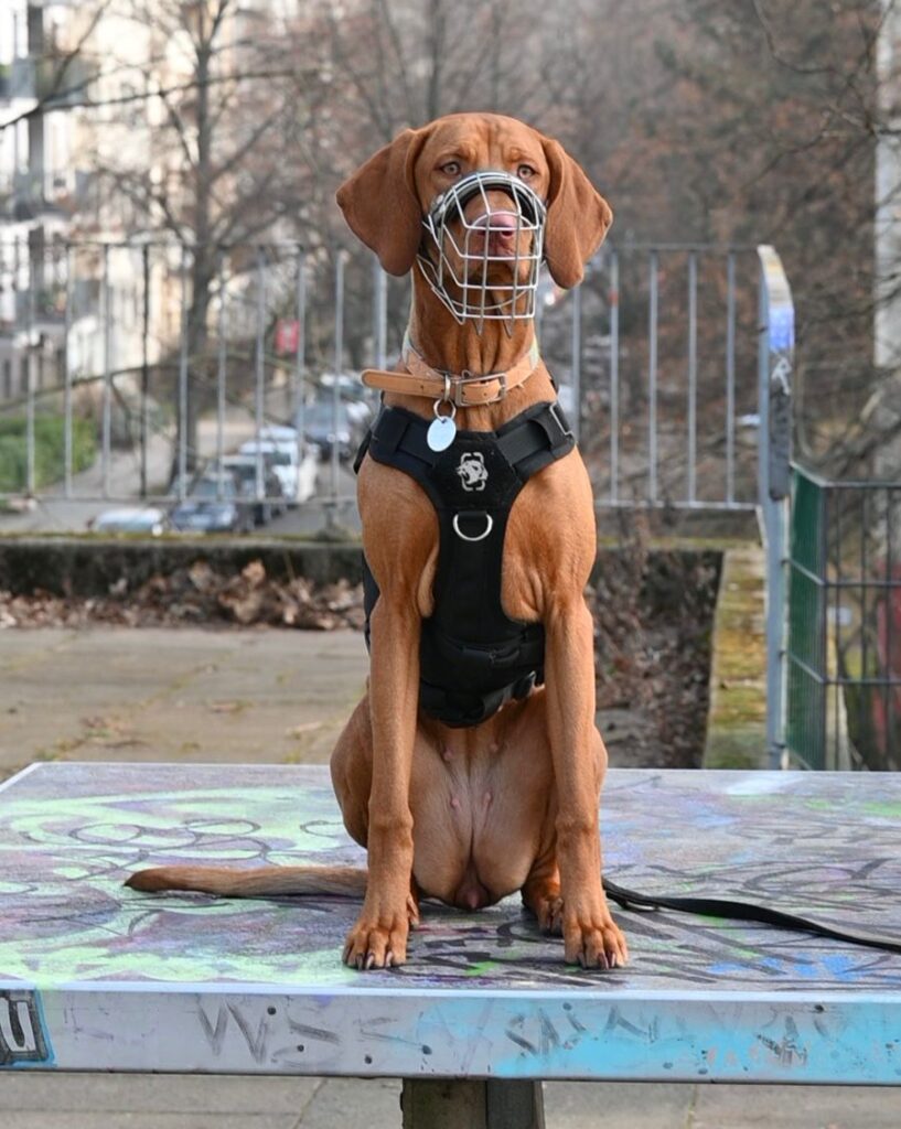 Brauner Hund mit Maulkorb