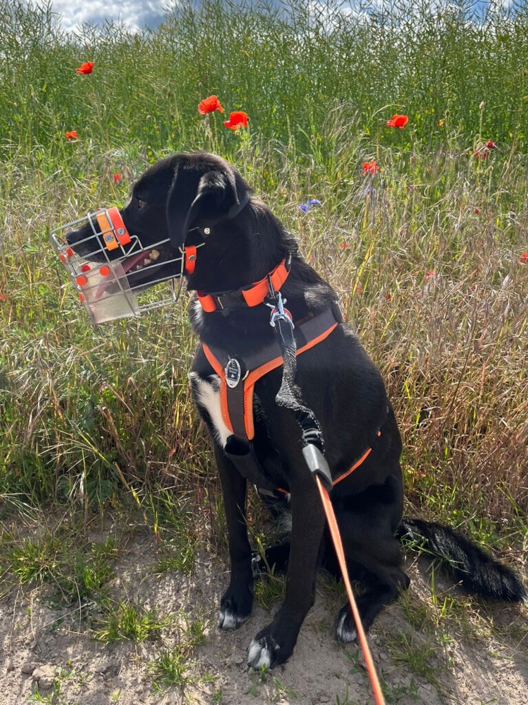 Schwarzer Hund mit Maulkorb mit durchsichtigem Fressschutz vorne und unten