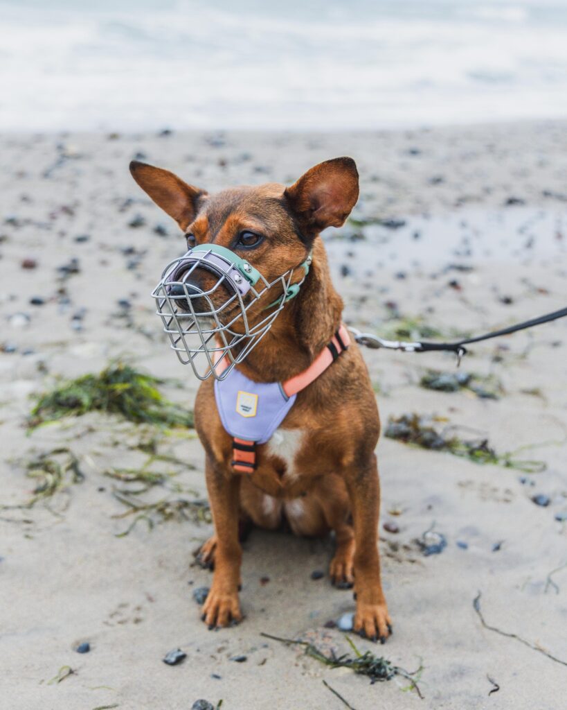 Kleiner Hund am Strand mit Maulkorb