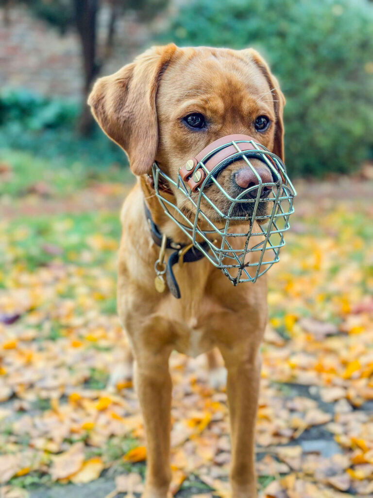 Labrador in foxred mit Maulkorb