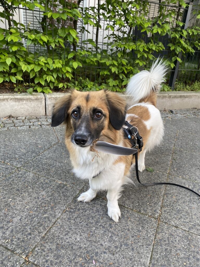 Hund hält eine Feder im Maul und schaut in die Kamera