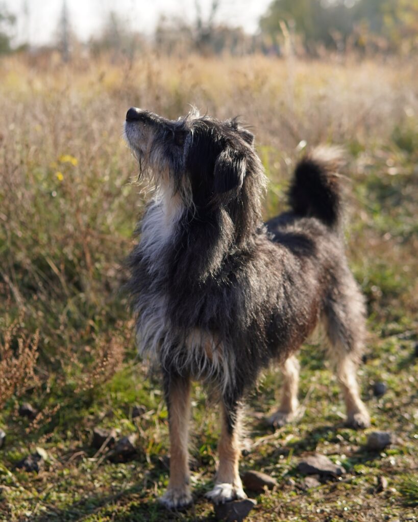 Hund steht im Feld ind schaut nach oben