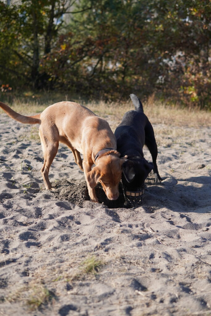 Zwei Hunde buddeln gemeinsam im Sand